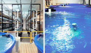 Recirculation meets aquaponics