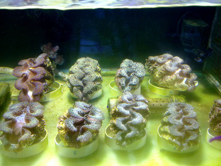 Article image for Limitations facing giant clam aquaculture