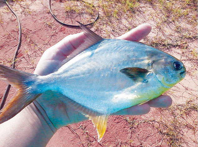 Article image for High-soy, fishmeal-free diets support Florida pompano growth