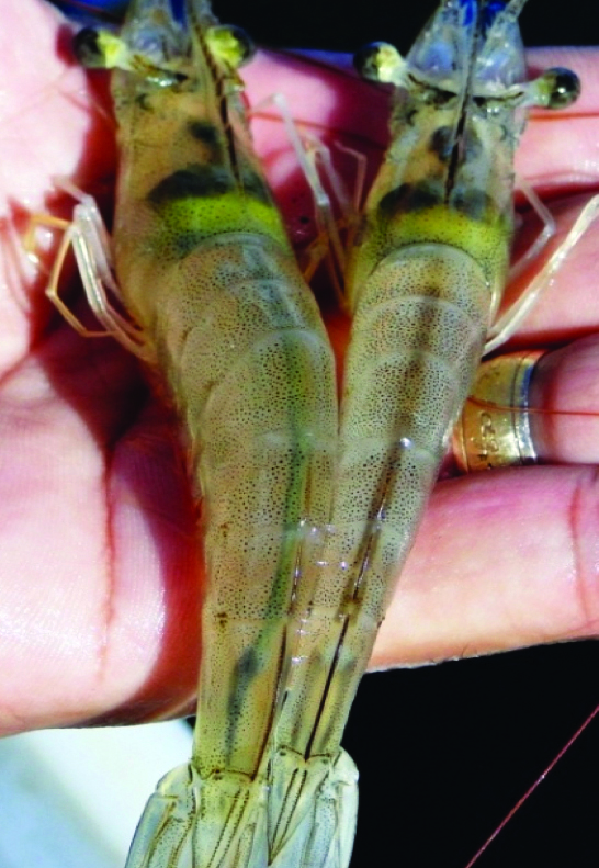 Article image for Dietary effects of fish oil, soy lecithin on shrimp in clear and greenwater systems