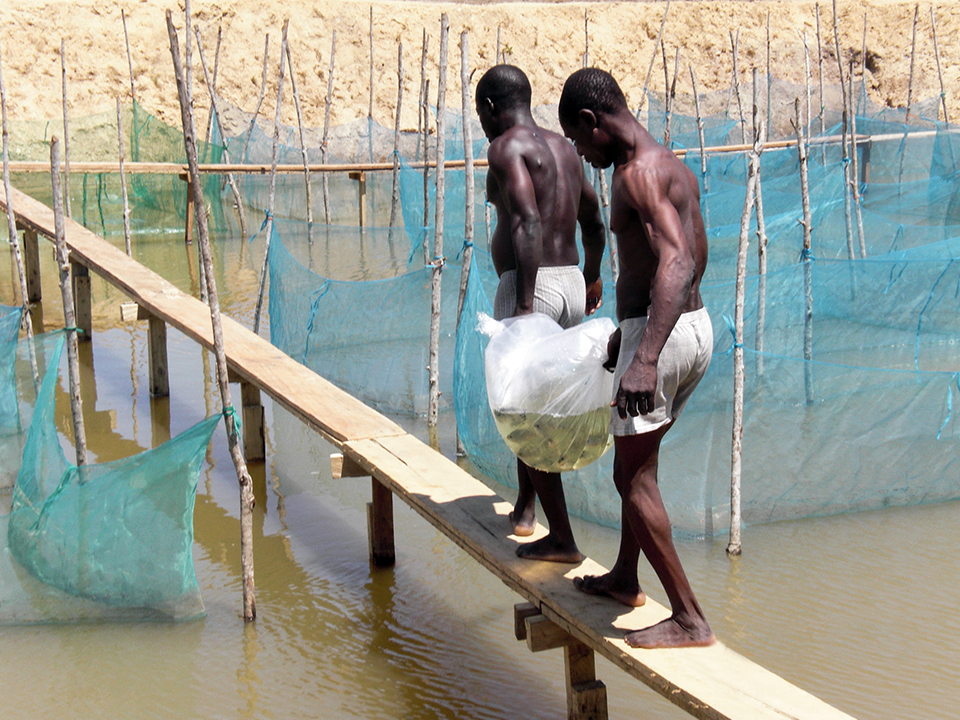 Article image for The rise of tilapia farming in Ghana