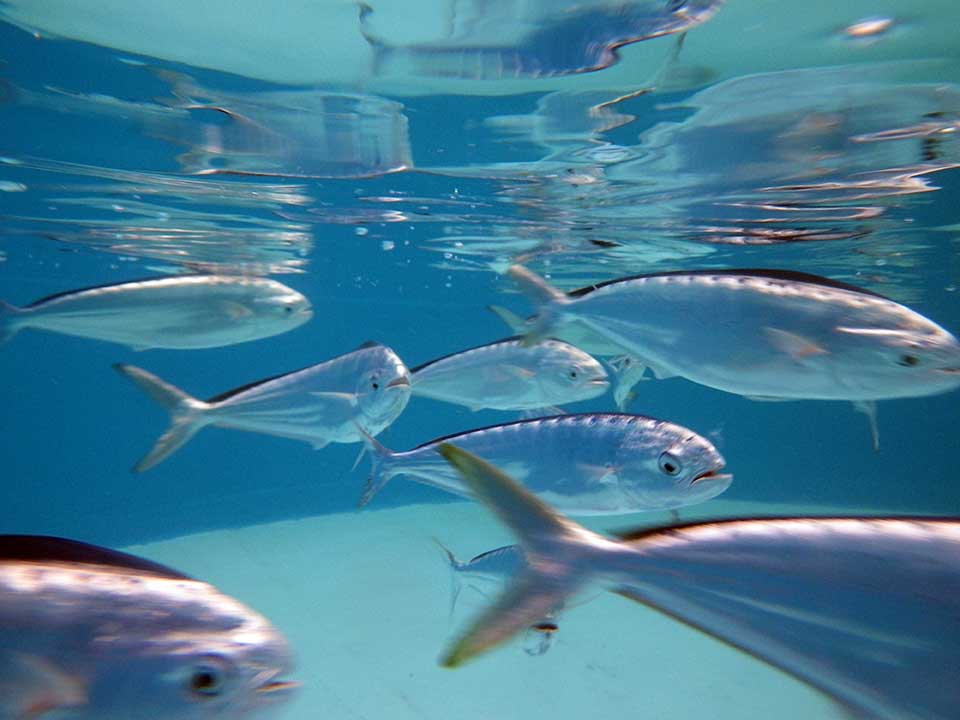 Mahaha Fish Mahimahi aquaculture revisited - Responsible Seafood Advocate