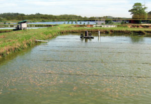 Assessing the carbon footprint of aquaculture