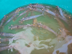 shrimp in ammonia