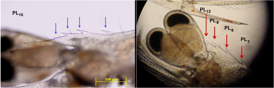 Article image for Postlarvae evaluation key to controlling shrimp diseases