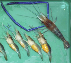 Monosex culture of prawns through temporal androgenic gene silencing