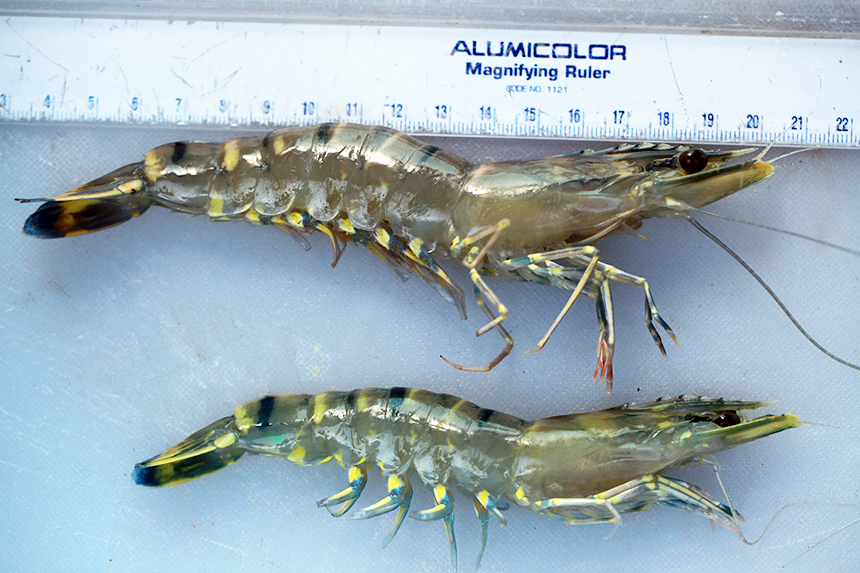 Article image for Inbreeding cuts growth, reproduction in shrimp