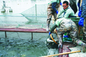 New intensive pond aquaculture technology demonstrated in China