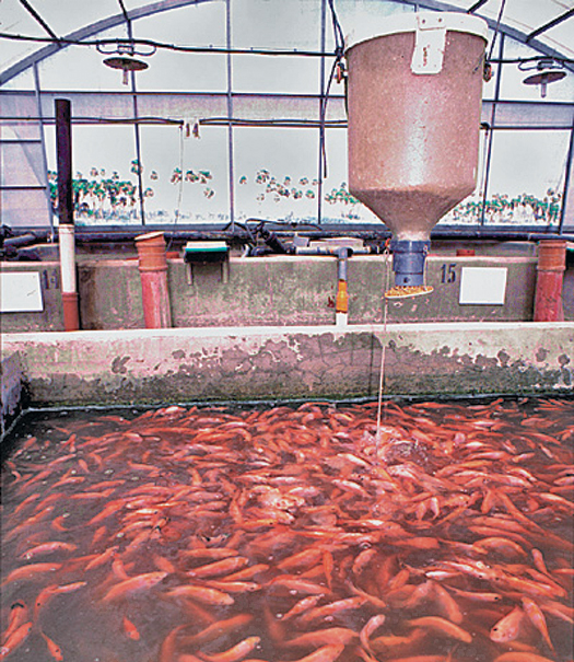 Article image for Fishmeal-free feeds for hybrid tilapia