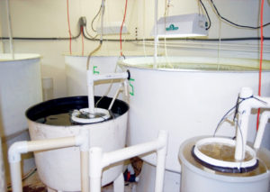 intensive copepod production technology