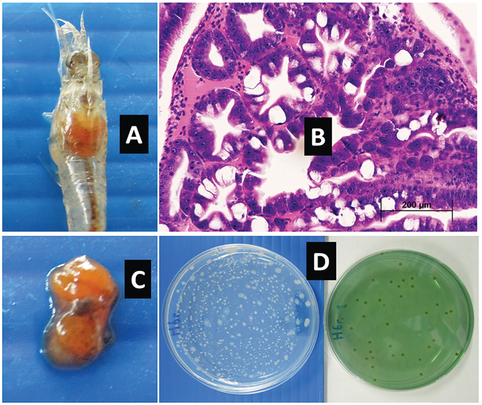 Article image for Hepatopancreas colors predict survival of shrimp to EMS