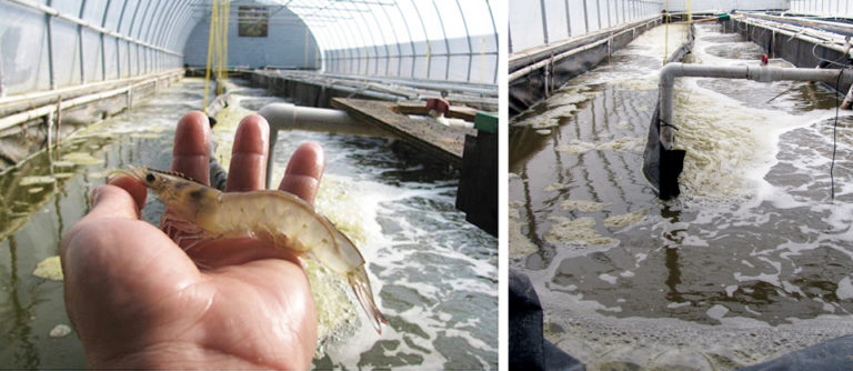 Article image for Biofloc trial results in fast shrimp growth, low FCR, high survival