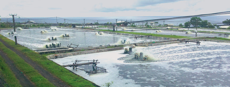 Article image for Intensive farm in Bali produces shrimp in biofloc system