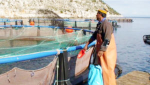 Data-driven management technology can transform aquaculture