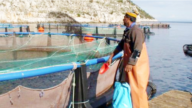 Article image for Data-driven management technology can transform aquaculture