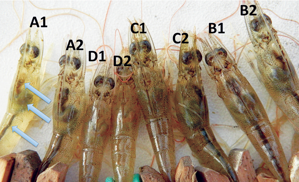 Article image for Tilapia could enhance water conditions, help control EMS