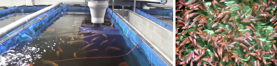 Article image for Potential of YY male tilapia technology