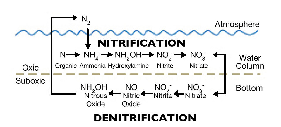 Fig. 1: Bacterial nitrification and denitrification.
