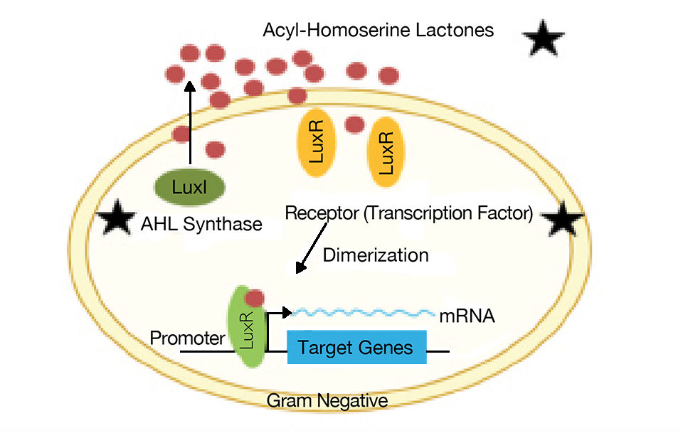 Fig. 3: Basic quorum sensing mechanism in gram-negative bacteria. Targets for quorum quenching are labeled with black stars.