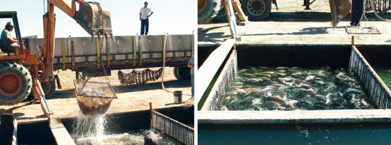 Article image for Water quality in tilapia transport, from farm to retail