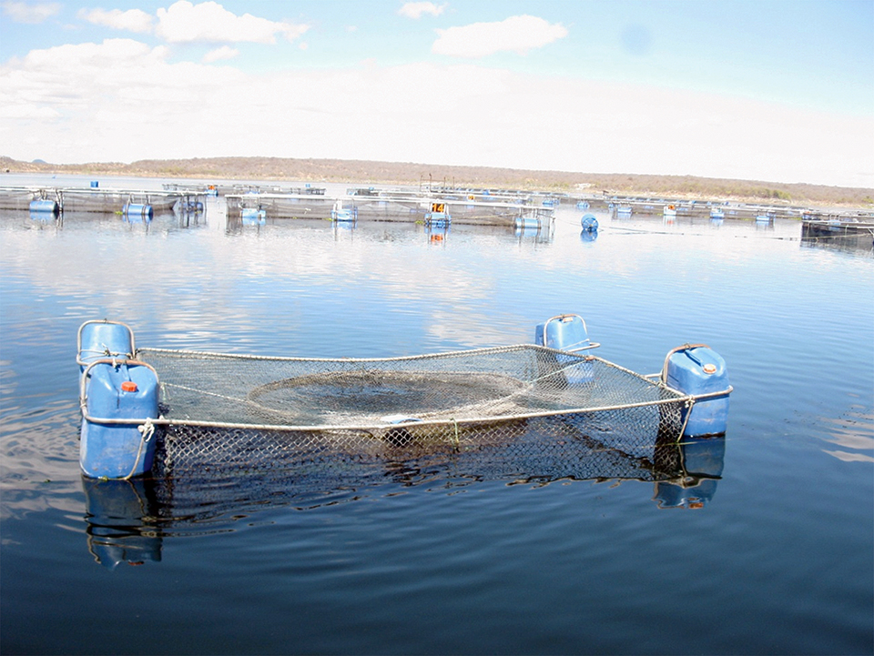 Article image for Bacillus probiotics benefit tilapia rearing under challenging conditions in Brazil