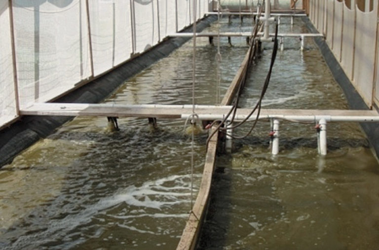 Article image for Economic analysis of feeds for super-intensive white shrimp grow-out