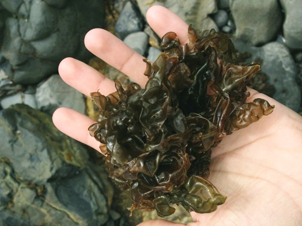 Article image for Red seaweed: Promising, sustainable feed additive combats ISA virus