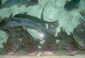Clove oil, eugenol effective anesthetics for silver catfish