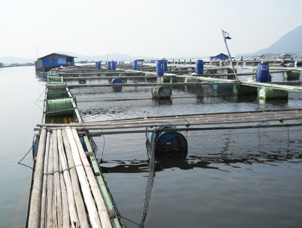 Article image for Modeling aquaculture carrying capacity in Southeast Asia