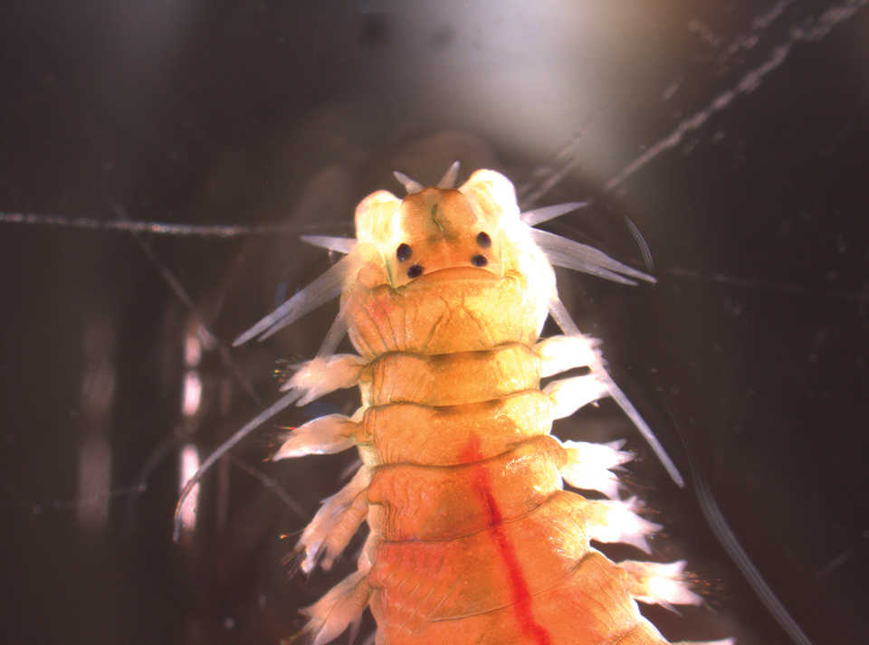 Article image for Polychaete worms reduce waste, provide food in aquaculture