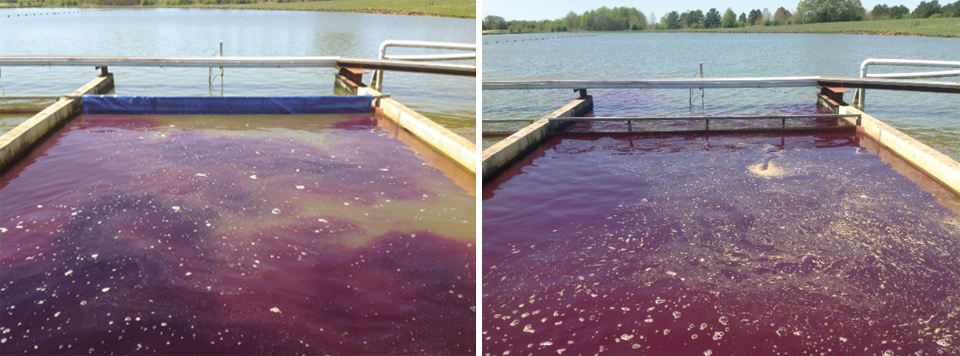 Article image for Chemical treatment costs reduced with in-pond raceway systems