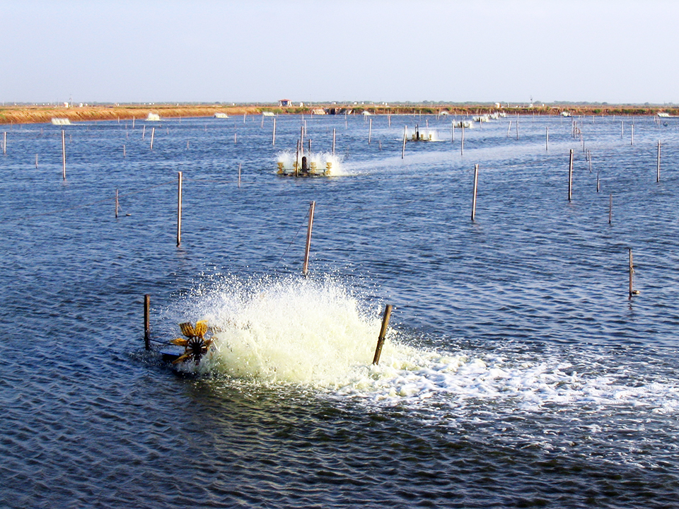 Species, pond size define aeration approaches Responsible Seafood Advocate