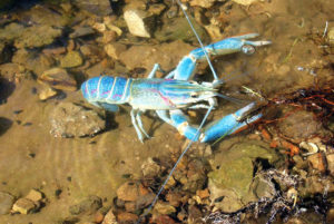 Diets for pond-raised red claw crayfish