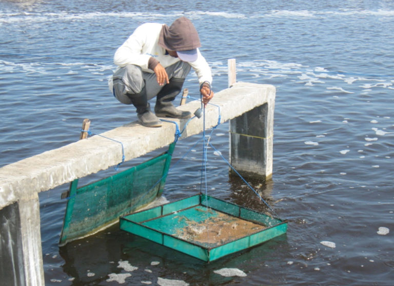 Article image for Feed management improves profits in intensive white shrimp farming