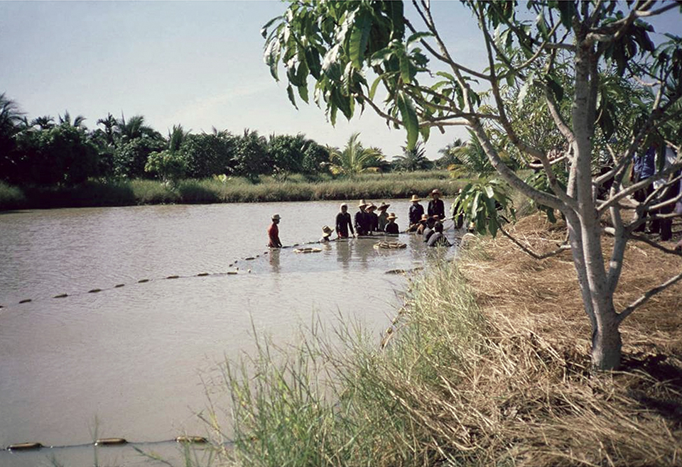 Article image for ‘Big picture’ connects shrimp disease, inbreeding