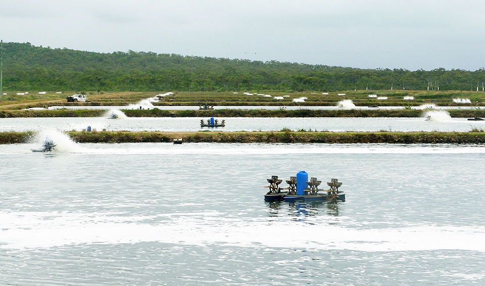 Article image for Examining energy use in shrimp farming