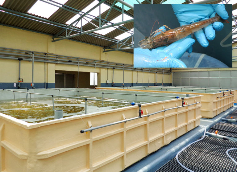 Article image for Broodstock center in India supports domestic shrimp-farming industry