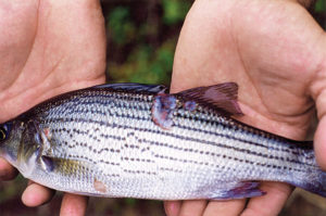 Antibiotics are used to treat bacterial infections and other conditions in farmed fish.