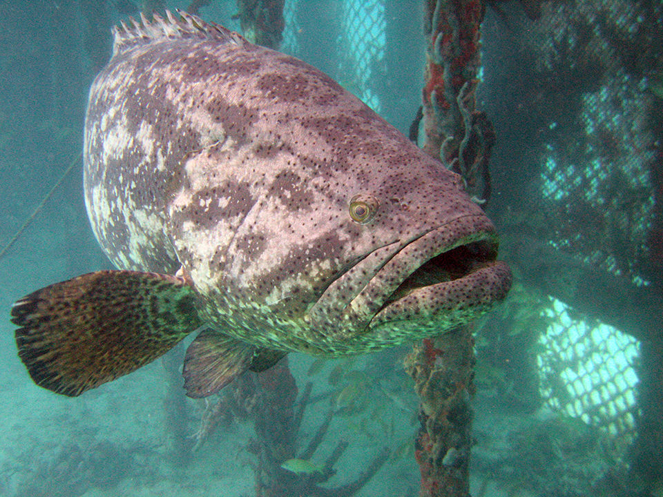 huge goliath groupers