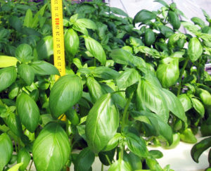 Saline aquaponics: Potential player in food, energy production