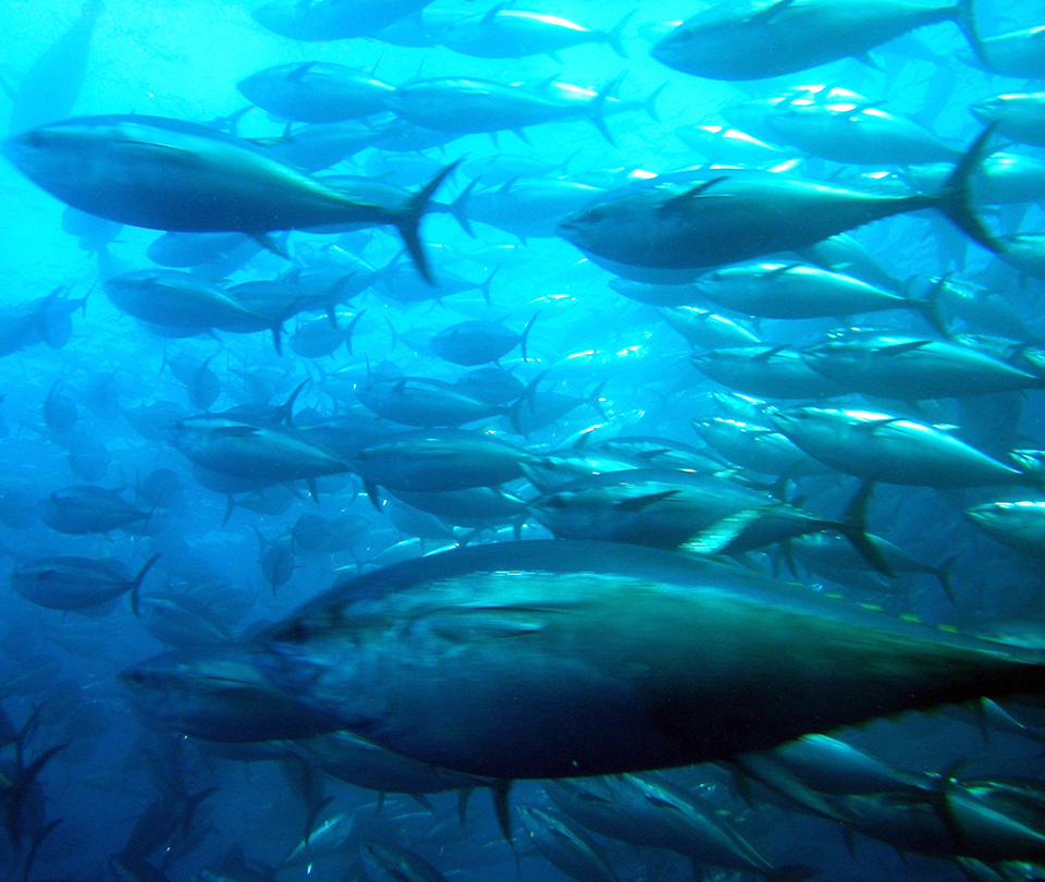 Article image for Public opinions pose barriers for tuna consumption