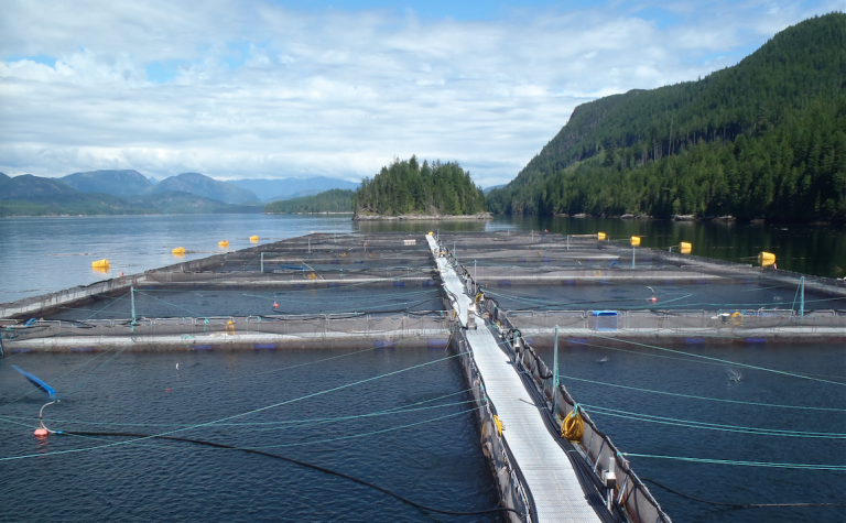 Featured image for Justin Trudeau’s Mandate Detrimental to Responsible Aquaculture Movement