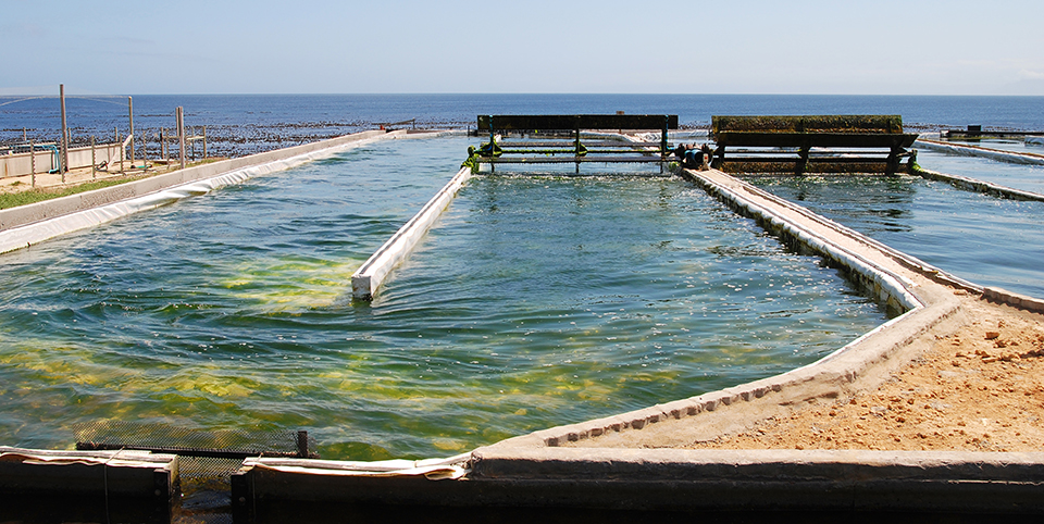 Article image for Seaweed mariculture provides feed, green energy production, bioremediation