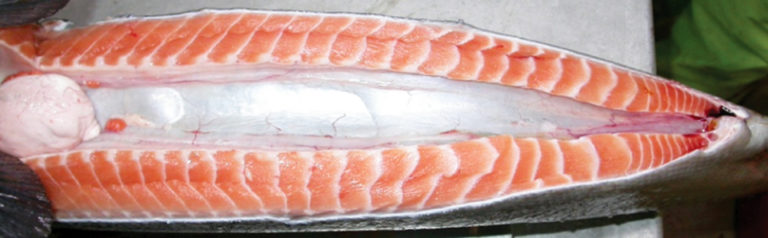 Article image for Sex determination in Tasmanian Atlantic salmon