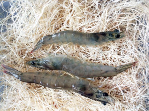 Shrimp out of water: Shipping live shrimp in waterless conditions