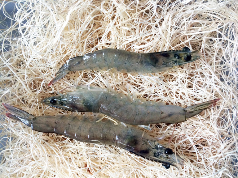 Article image for Shrimp out of water: Shipping live shrimp in waterless conditions