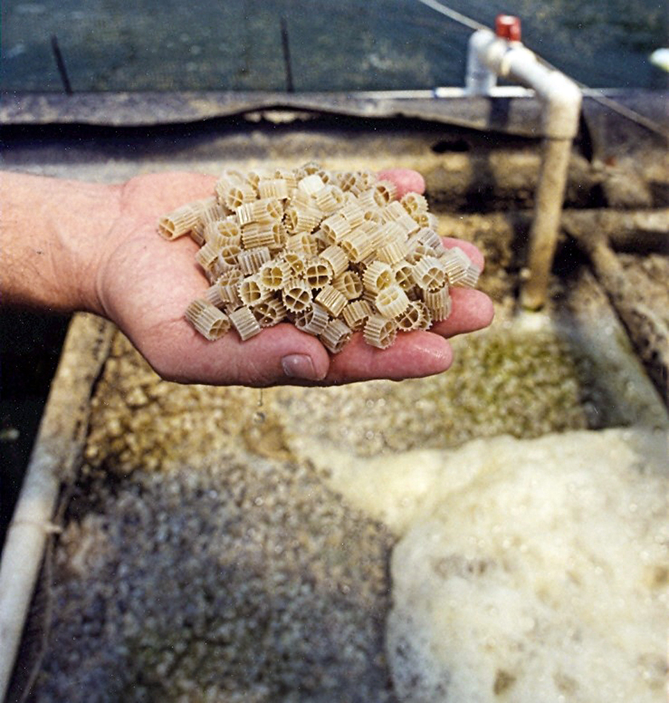 Article image for Recirculating aquaculture technology, part 1