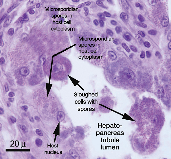 Article image for Microsporidian impacts shrimp production