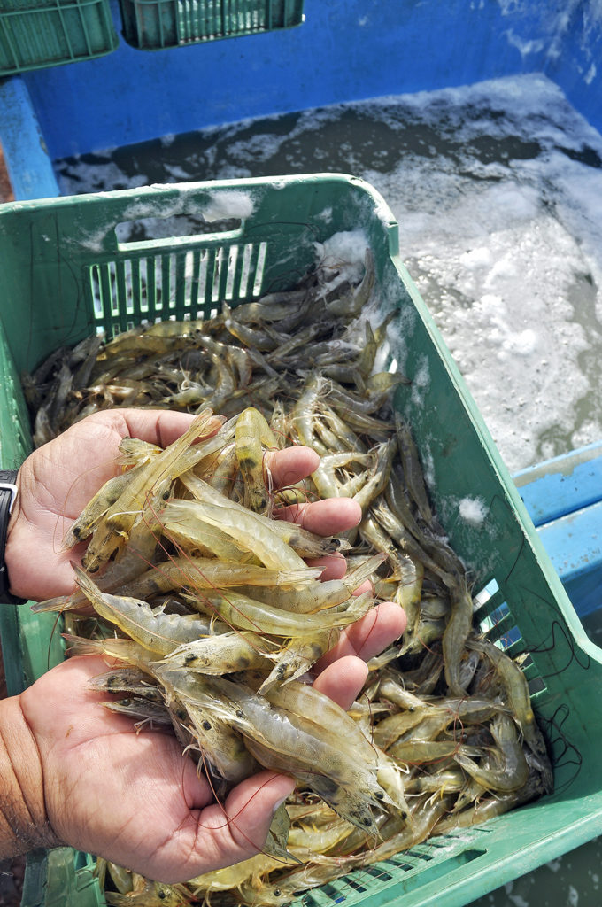 Article image for Domestic market for farmed shrimp in Brazil