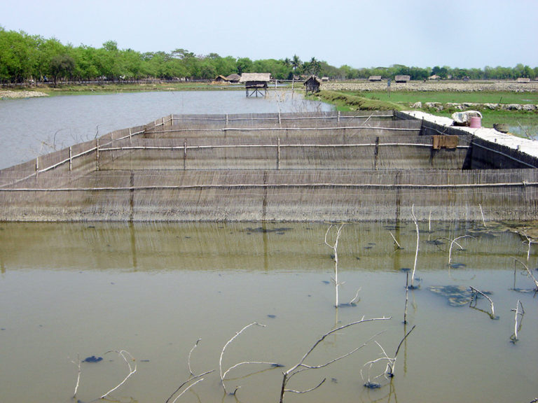 Article image for Coastal aquaculture in Bangladesh must adapt to climate change